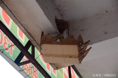 燕子在店門口築巢 中國結樣式